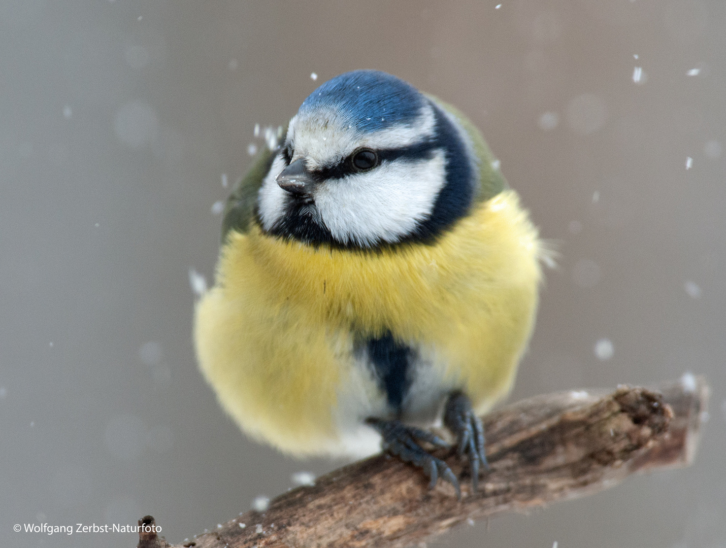 --- Blaumeise  im Schneegestöber ---(Parus caeruleus )