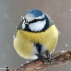 --- Blaumeise  im Schneegestöber ---(Parus caeruleus )