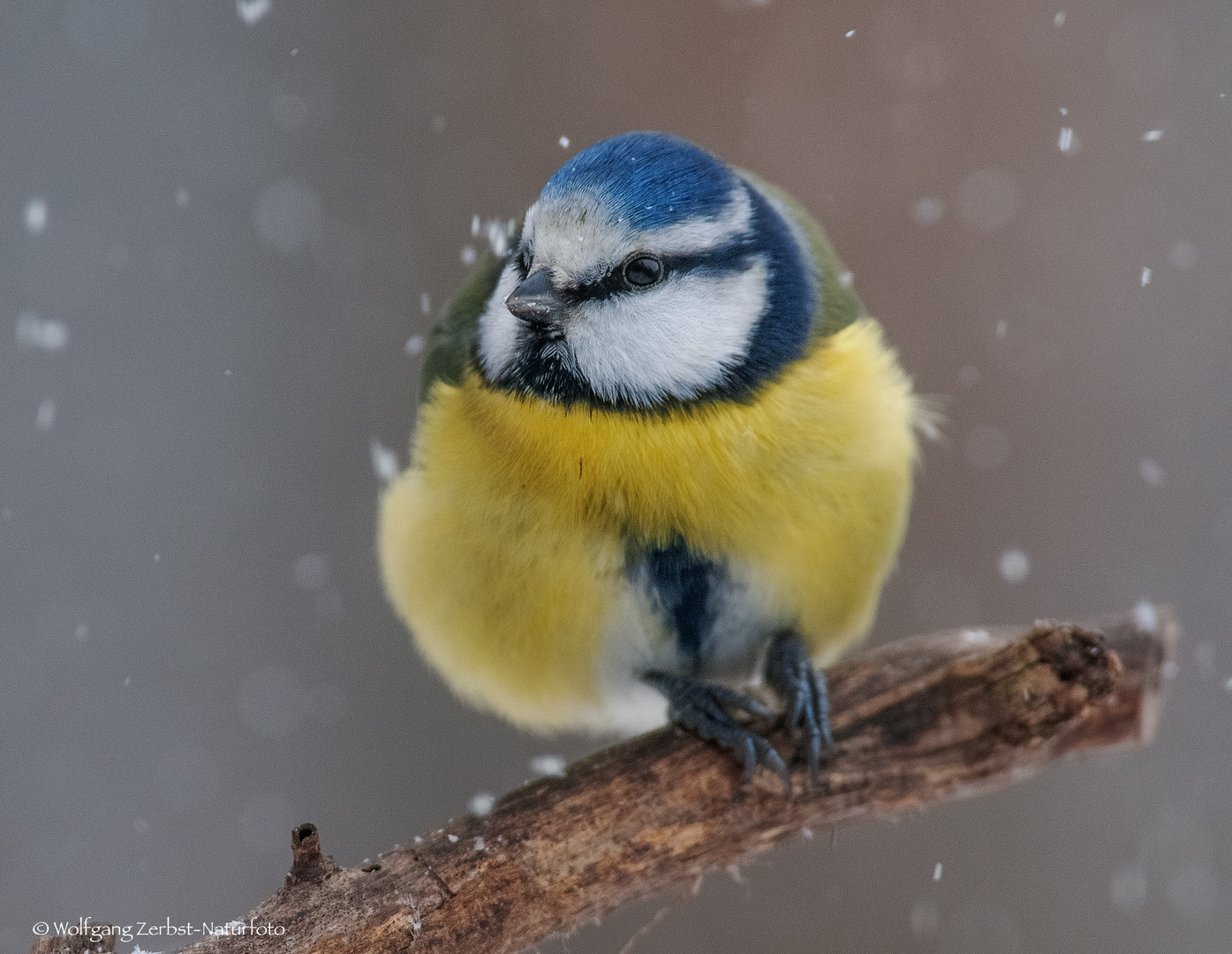 -Blaúmeise im Schneetreiben -