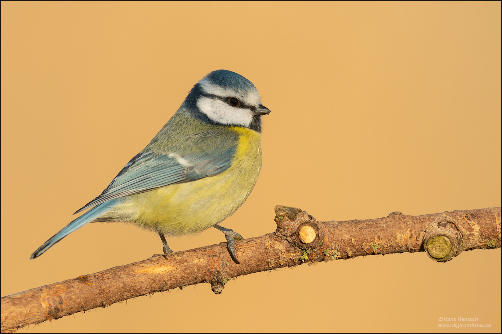 Blaumeise im schönen Morgenlicht