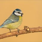 Blaumeise im schönen Morgenlicht