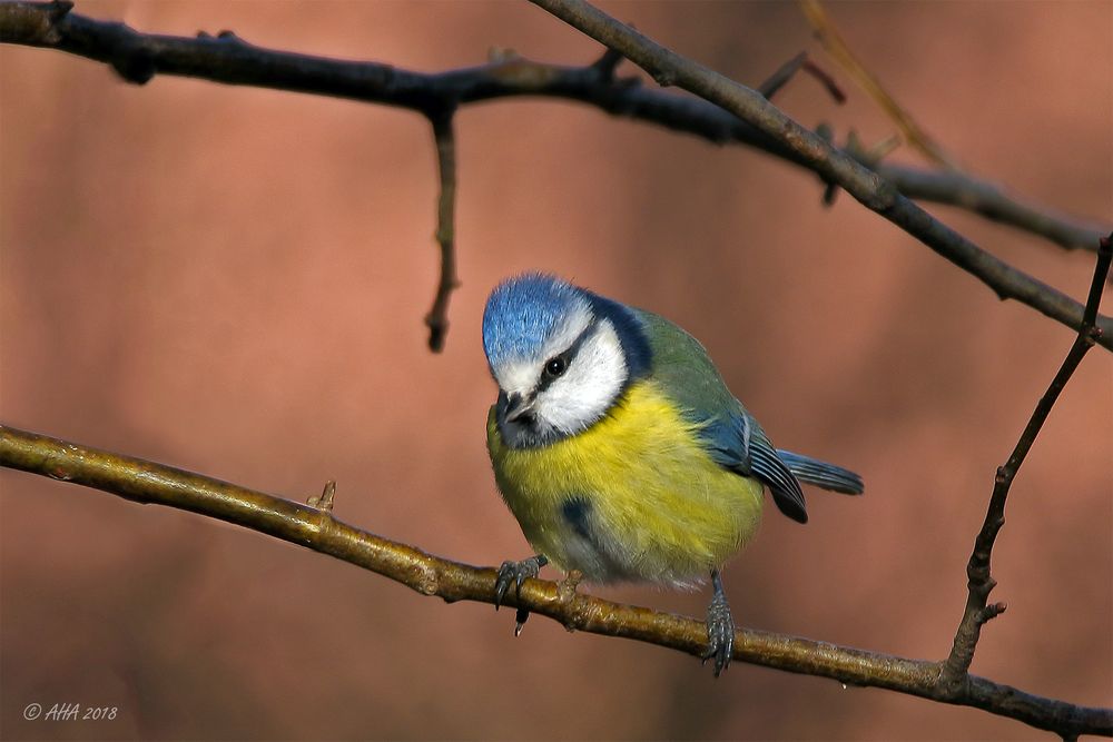 Blaumeise im Sonnenschein