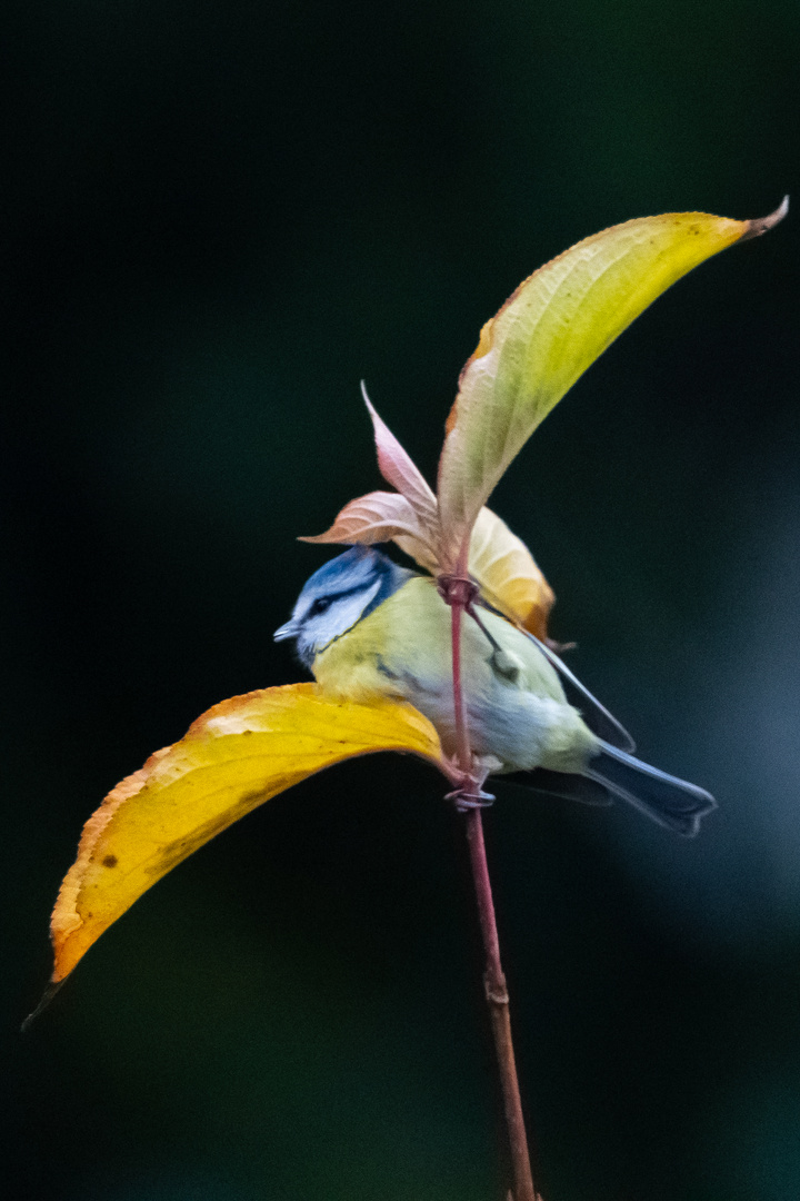 Blaumeise im Spagat