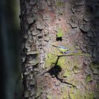 Blaumeise im Spotlight / Blue tit in spotlight