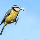 Blaumeise im Sprung mit Nuß