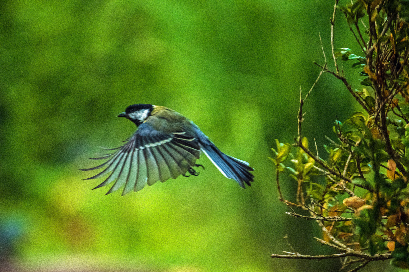 Blaumeise im Startflug