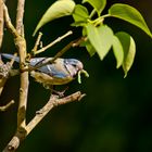 Blaumeise im Stress