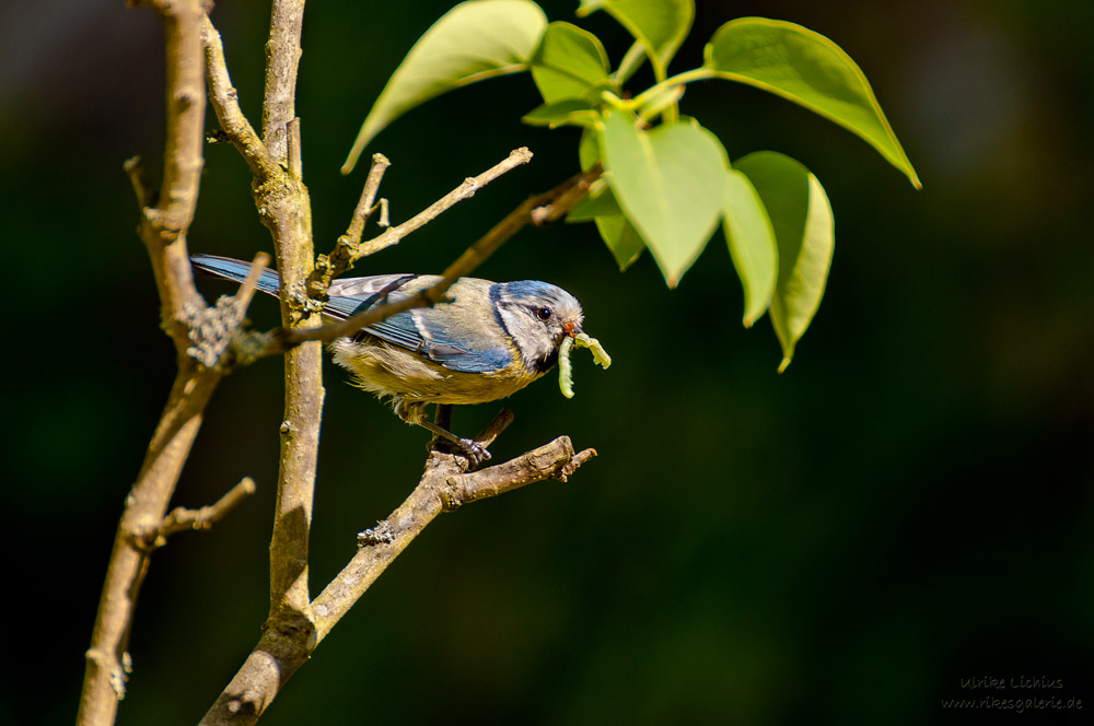 Blaumeise im Stress