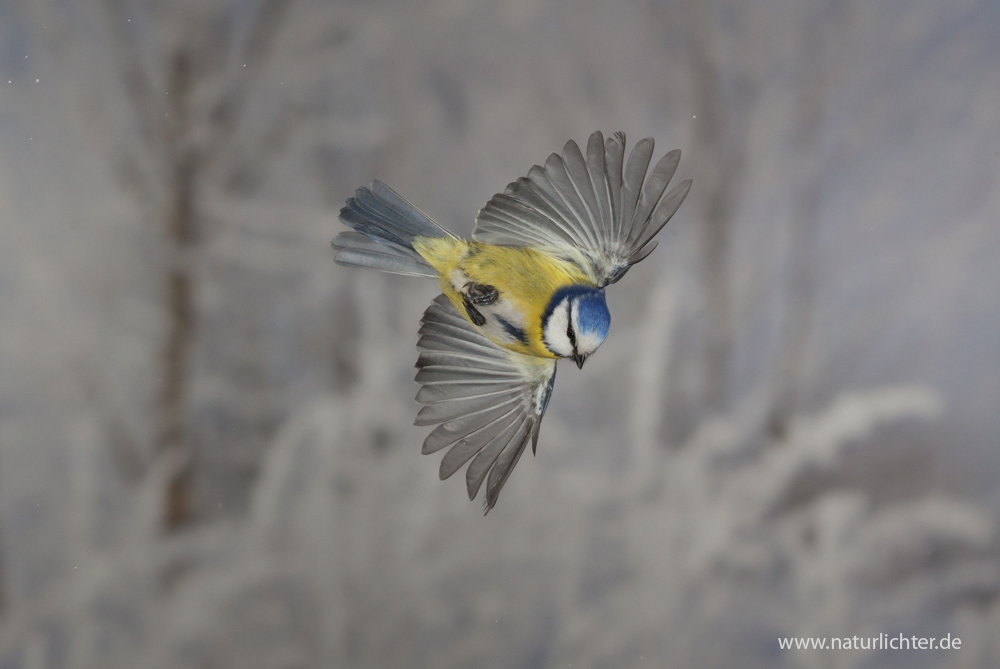 Blaumeise im Sturzflug