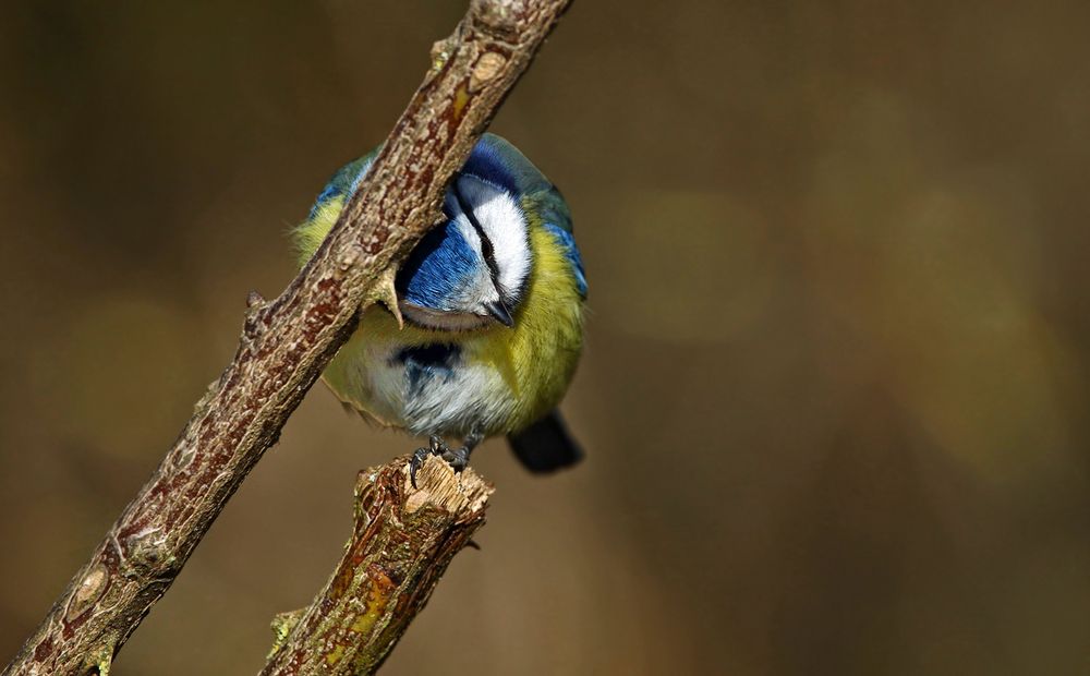 "Blaumeise im TAL TIEFEN SCHATTENS" (Psalm 23)