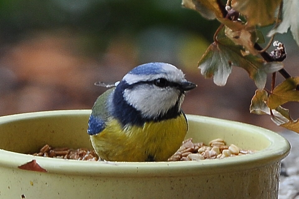 Blaumeise im Topf