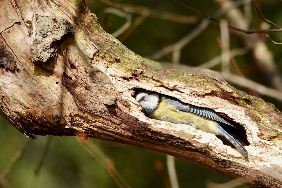 BLAUMEISE im Versteck