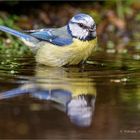 Blaumeise im Vogelbad