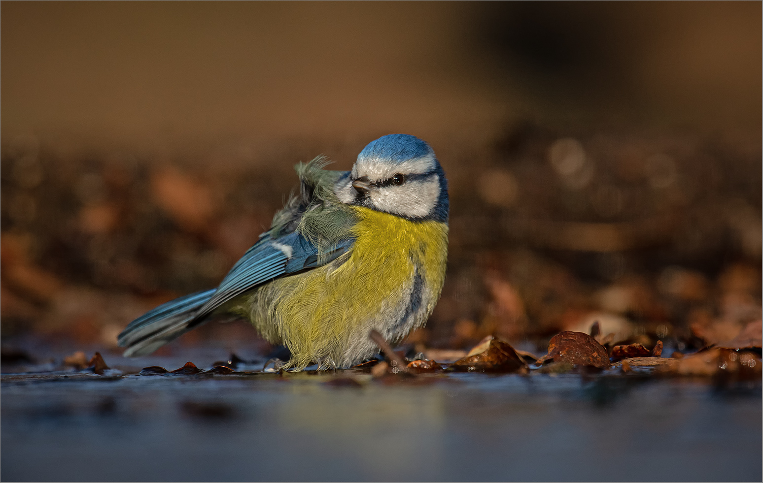 Blaumeise im Waldbad   . . .   . . .