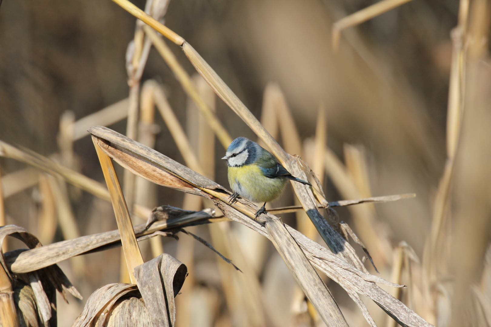 Blaumeise im Weizenfeld