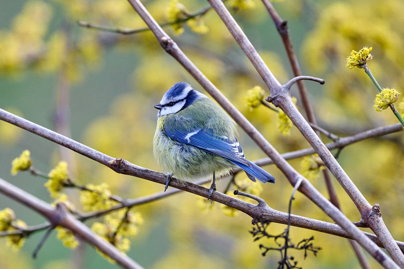 Blaumeise im Wind