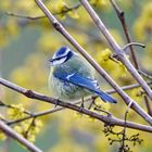 Blaumeise im Wind