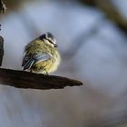 Blaumeise im Wind