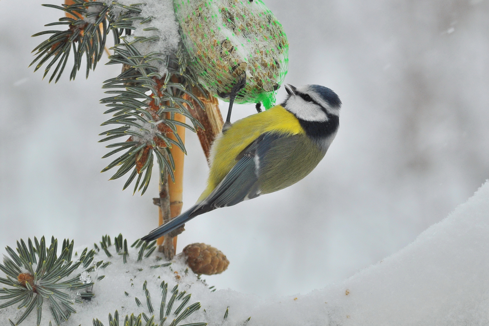 Blaumeise im Winter