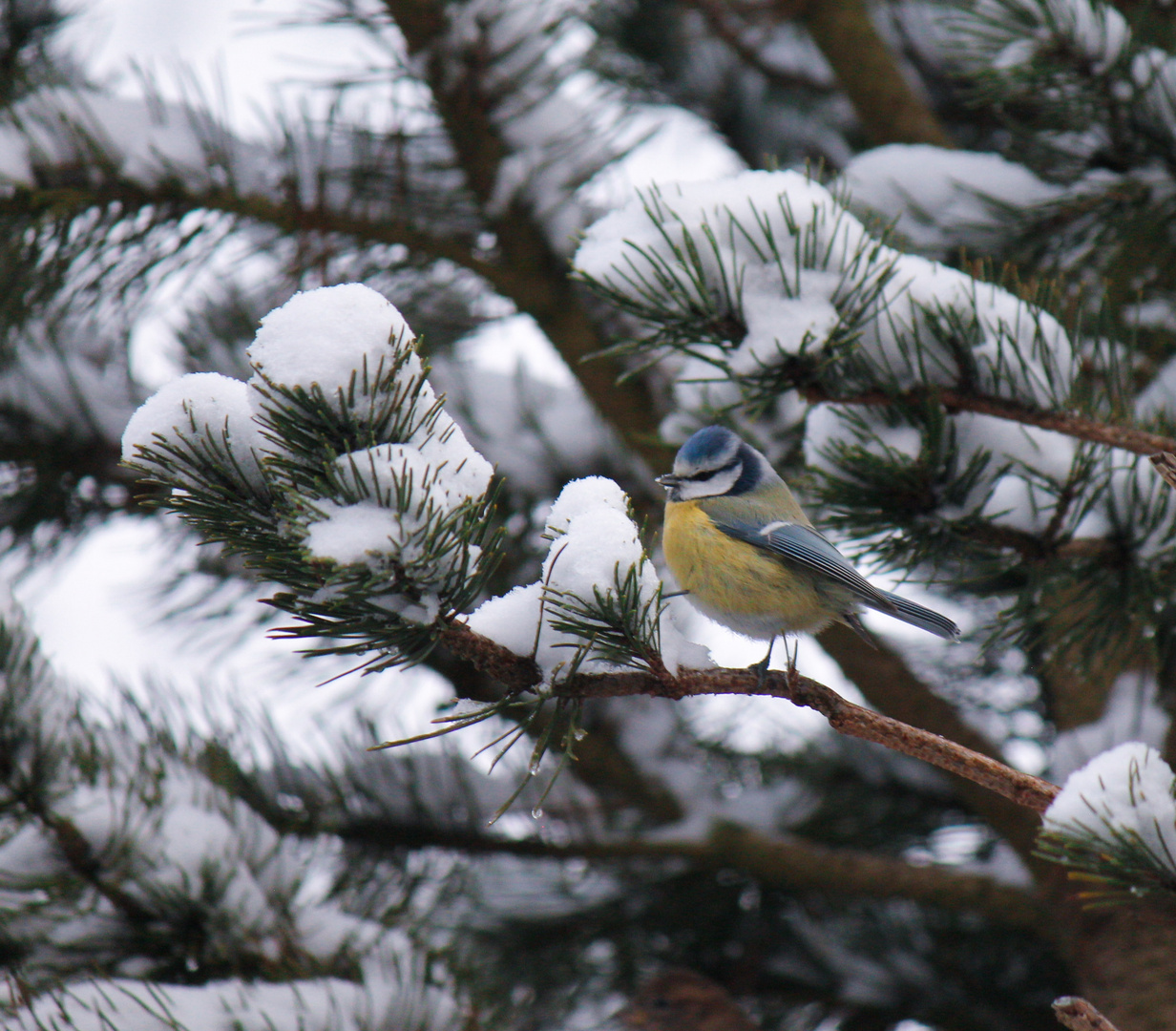 Blaumeise im Winter 