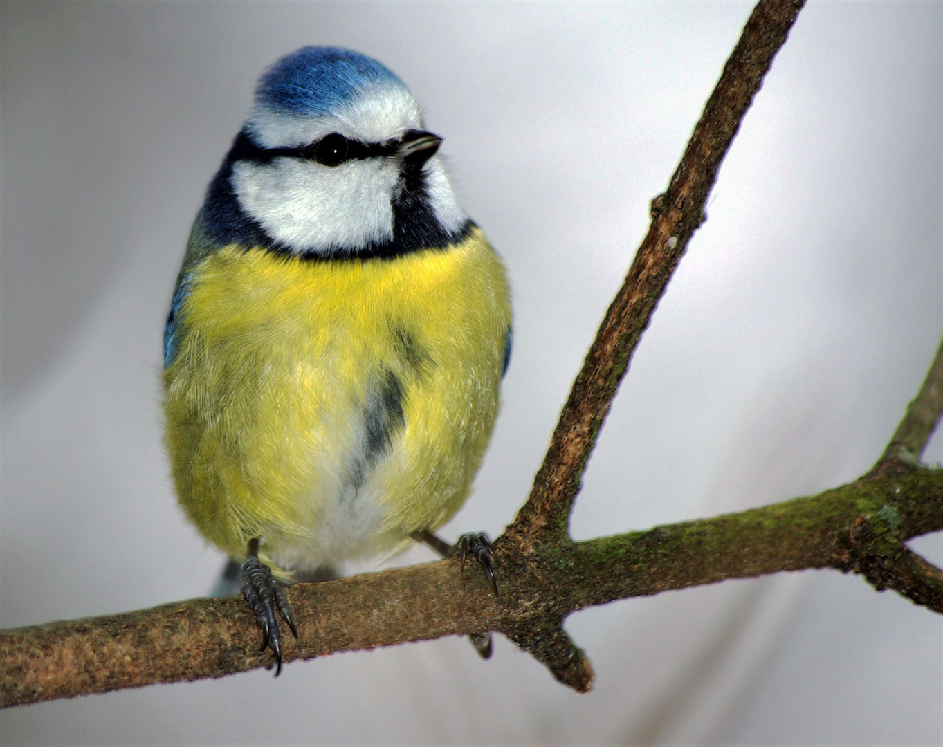 Blaumeise im Winter....