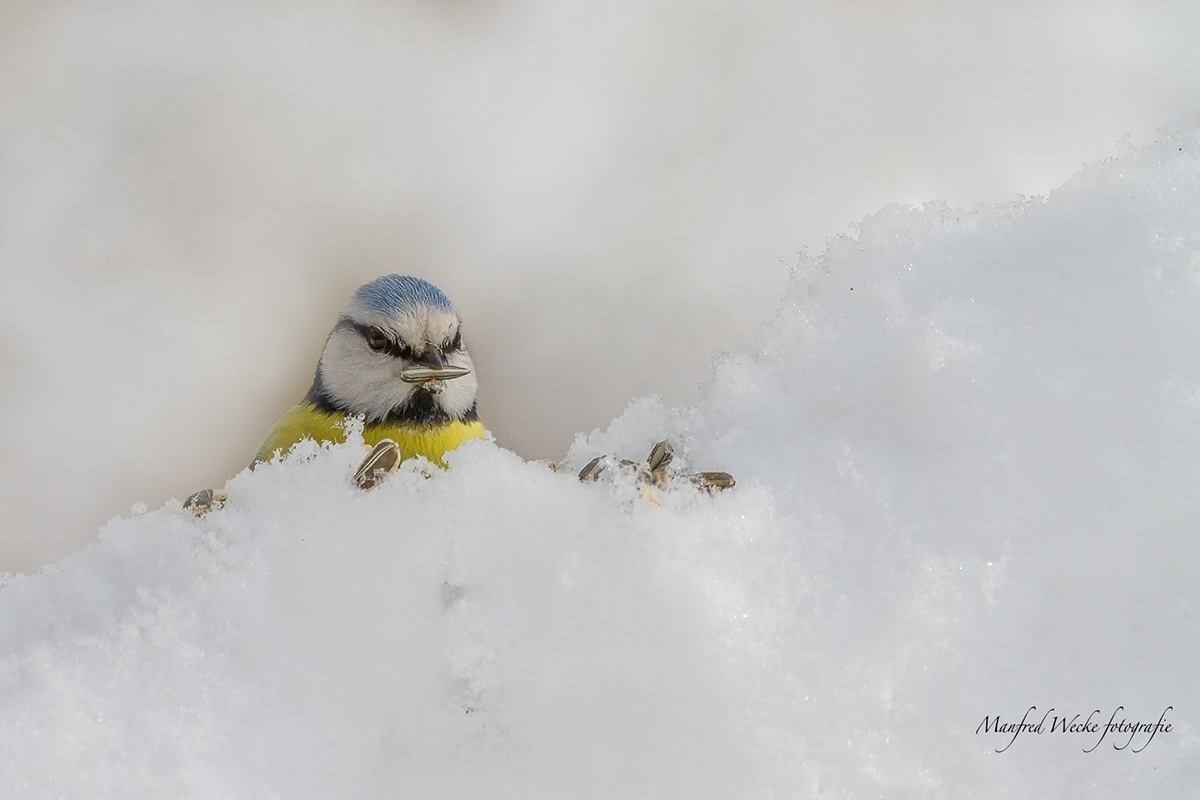 Blaumeise im Winter