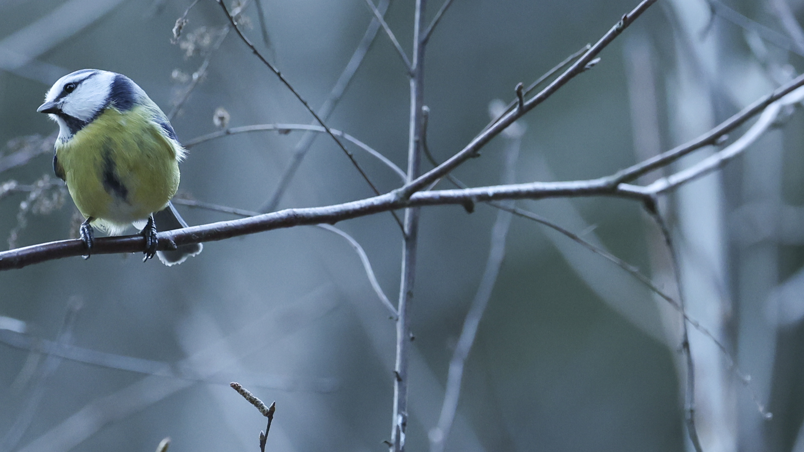 Blaumeise im Winter