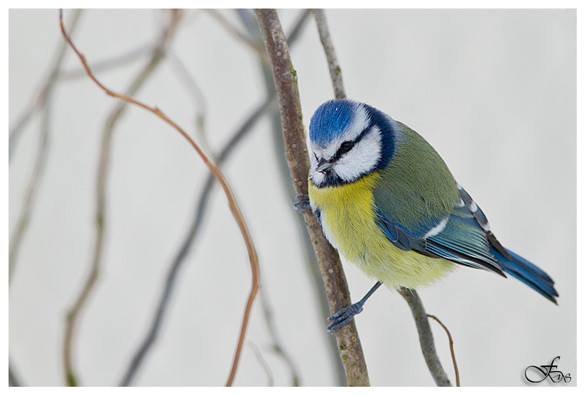 Blaumeise im Winter