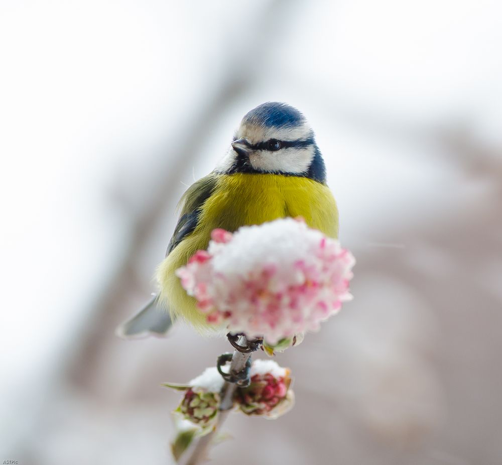 Blaumeise im Winter