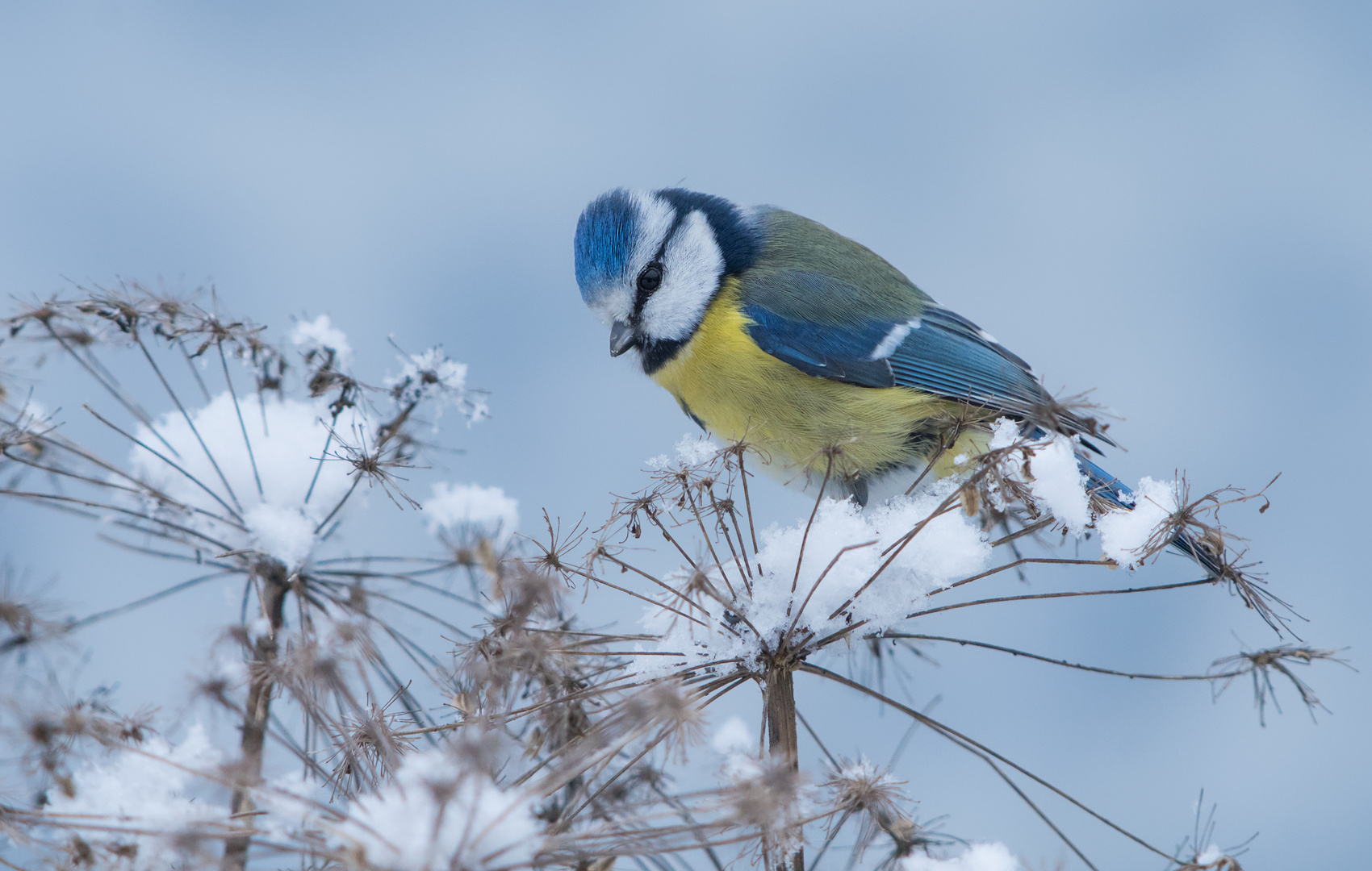 Blaumeise im Winter Foto & Bild tiere, wildlife, wild lebende vögel