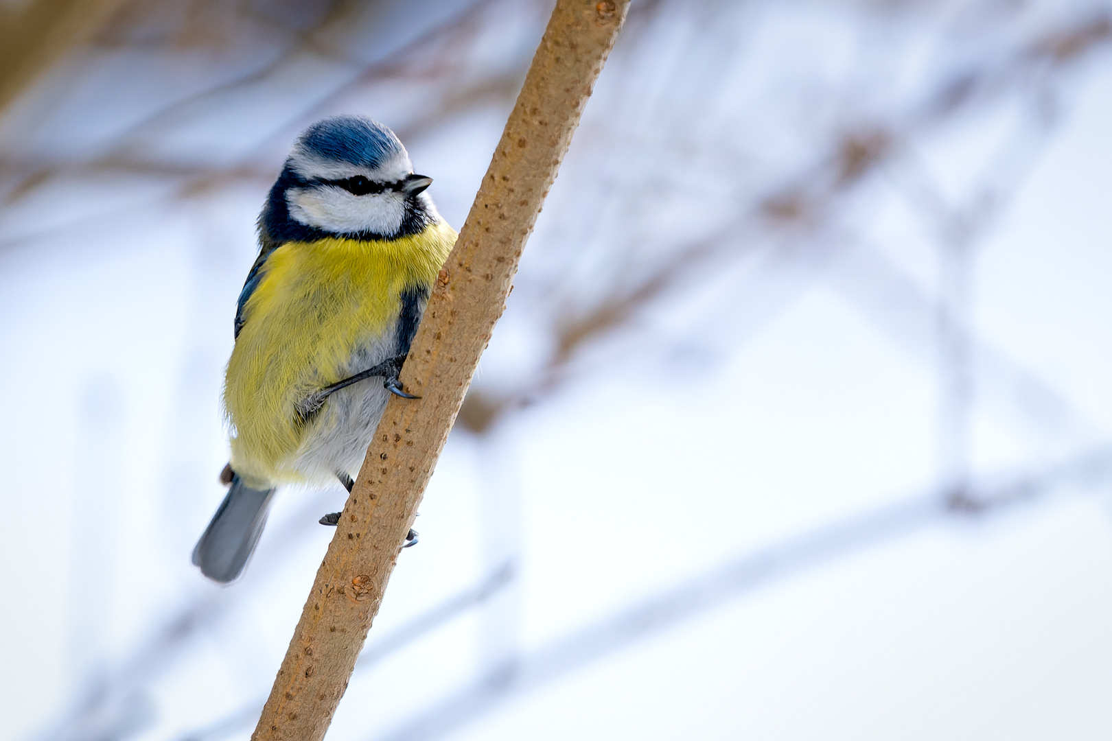 Blaumeise im Winter