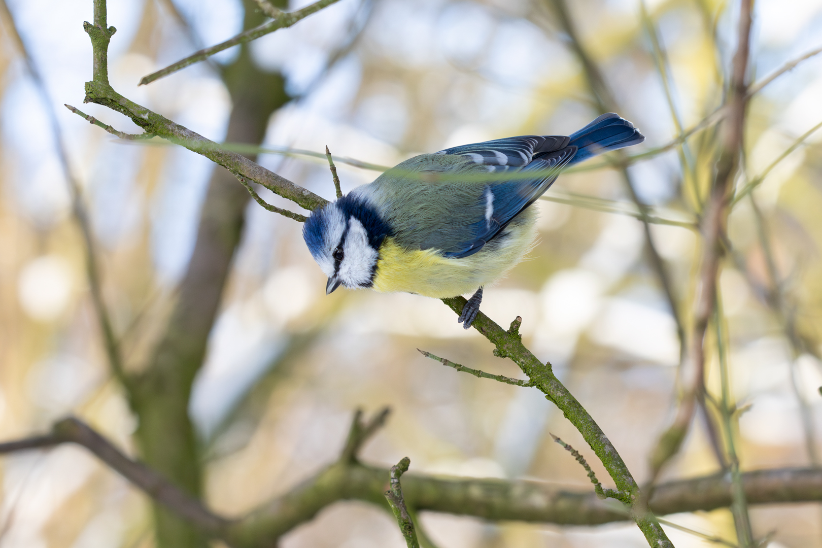 Blaumeise im Winter