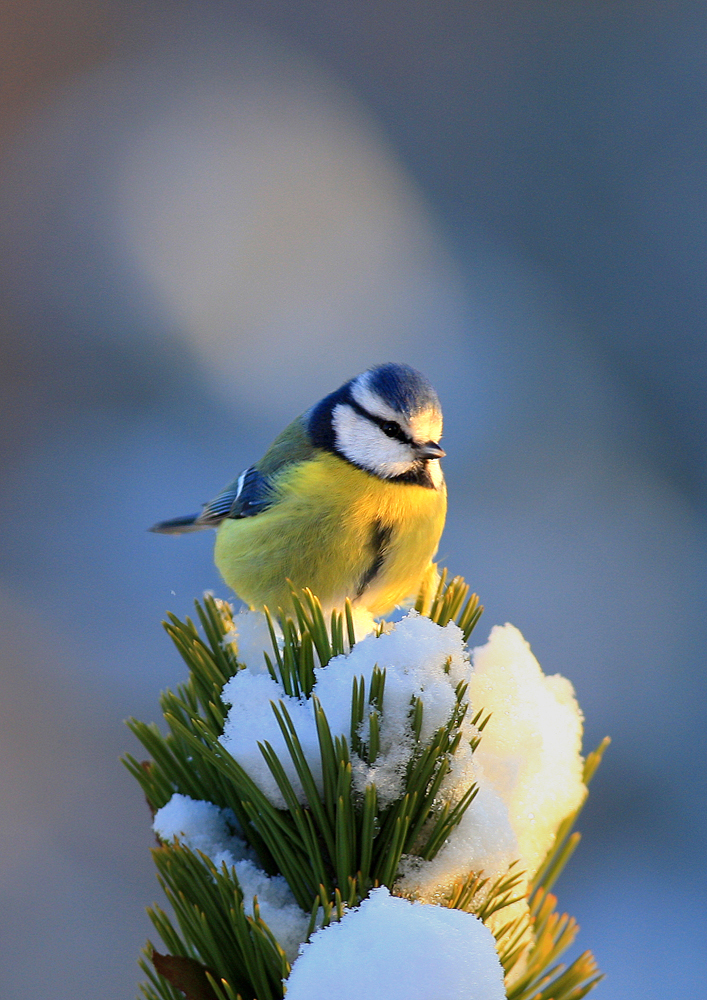 Blaumeise im Winter