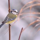 Blaumeise im Winter