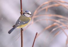 Blaumeise im Winter