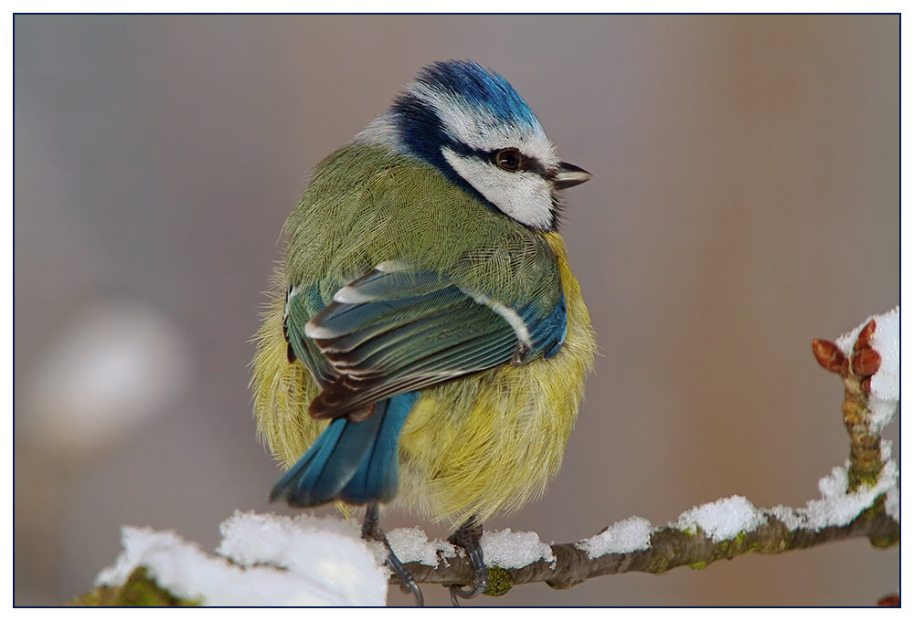 Blaumeise im Winter (Parus caeruleus)