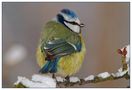 Blaumeise im Winter (Parus caeruleus) von Helmut Adler