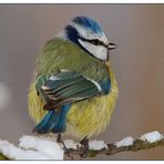Blaumeise im Winter (Parus caeruleus)