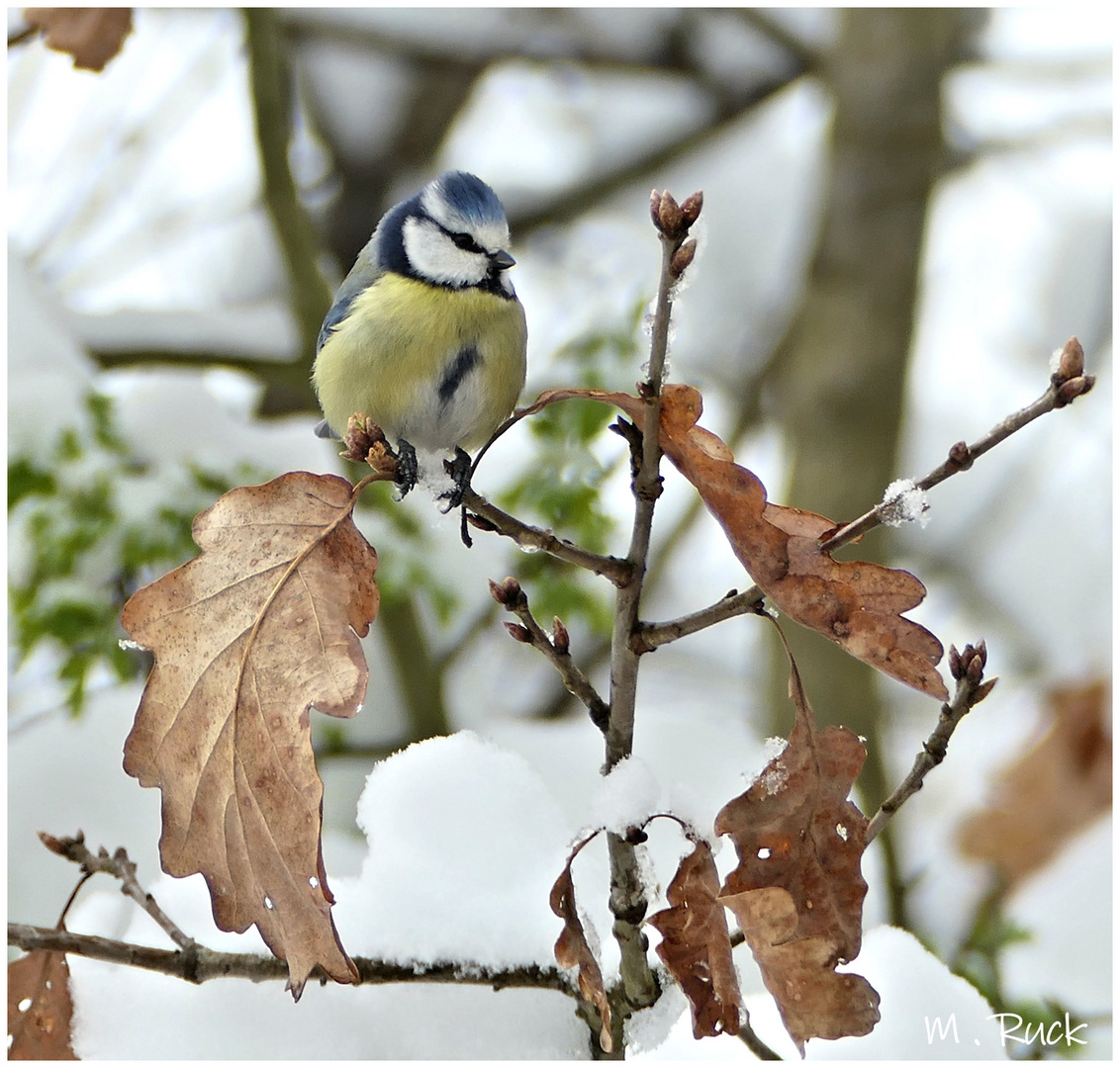 Blaumeise im winterlichen Garten ,