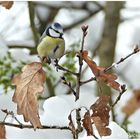 Blaumeise im winterlichen Garten ,