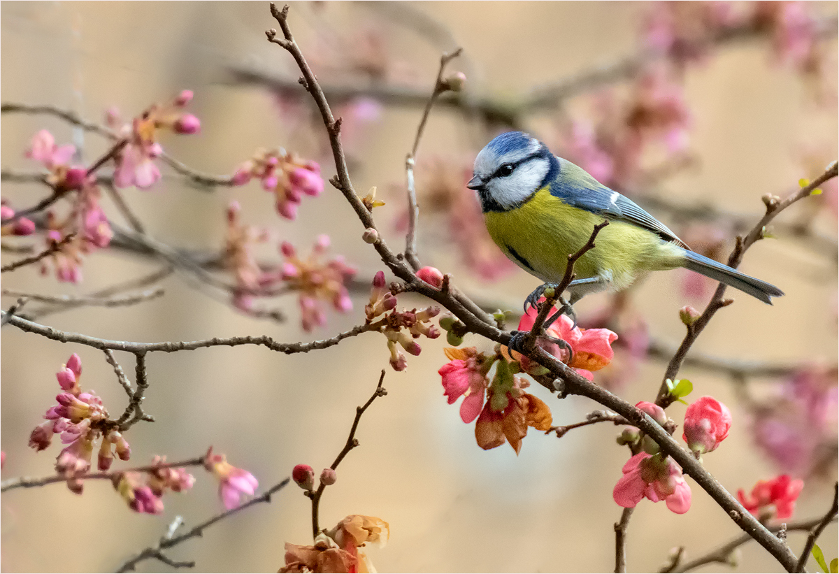 Blaumeise im Zierkirschenstrauch