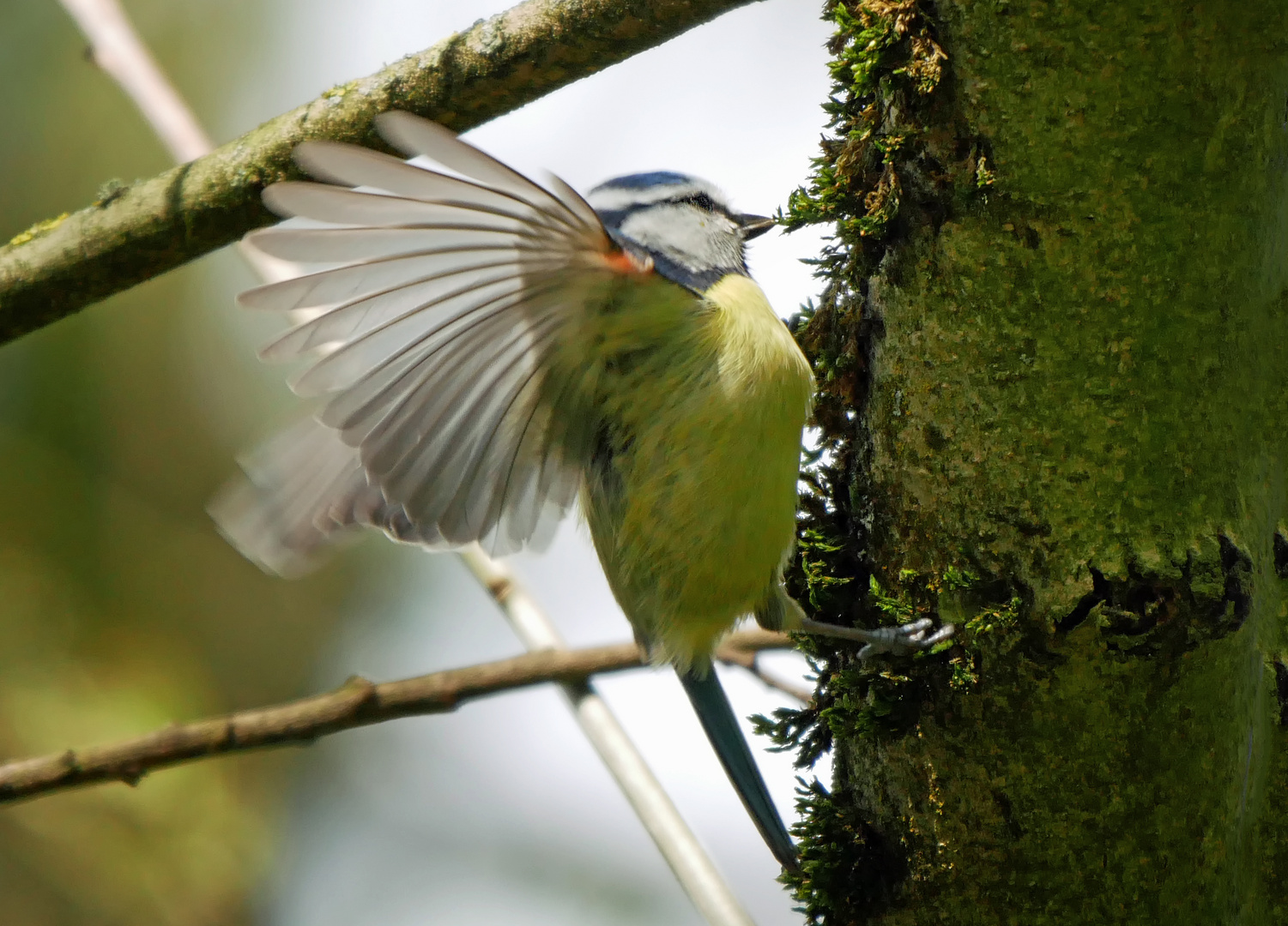 Blaumeise in "Action"