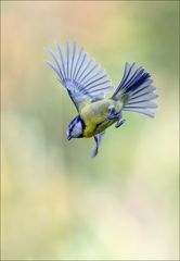 Blaumeise in Action....