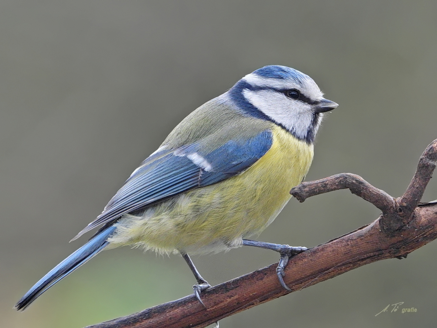 Blaumeise - in bester Nähe