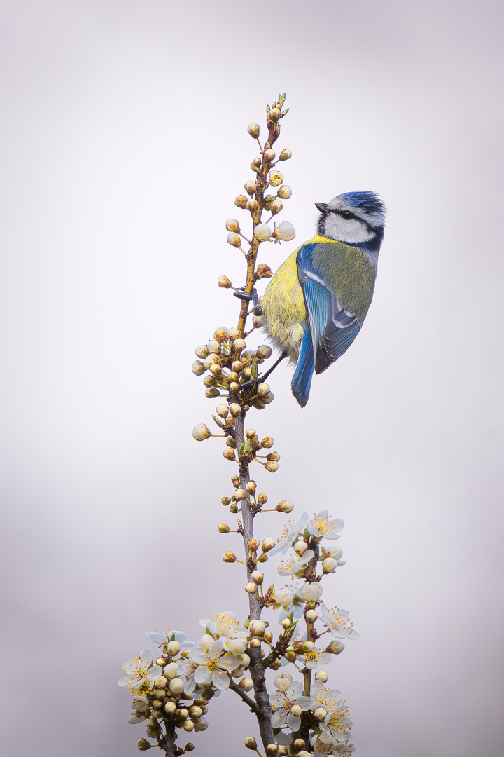 Blaumeise in Blütenblättern 