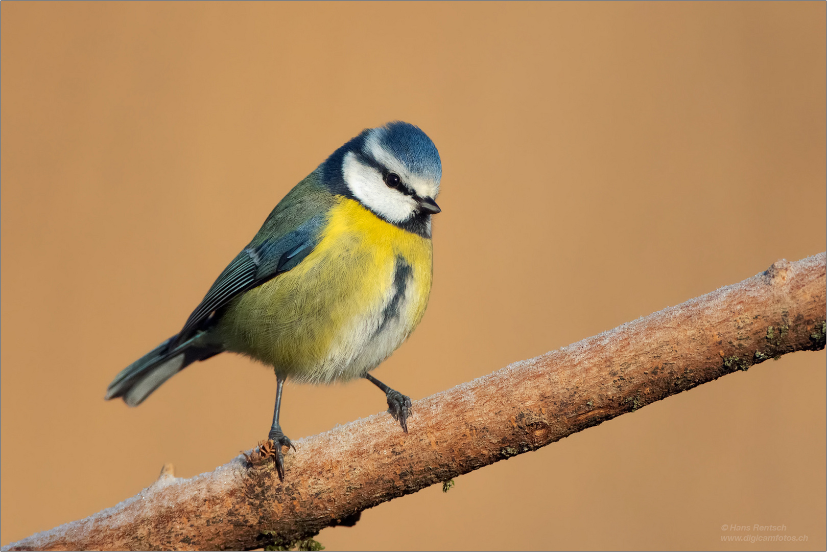 Blaumeise in den ersten Sonnenstrahlen