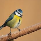 Blaumeise in den ersten Sonnenstrahlen