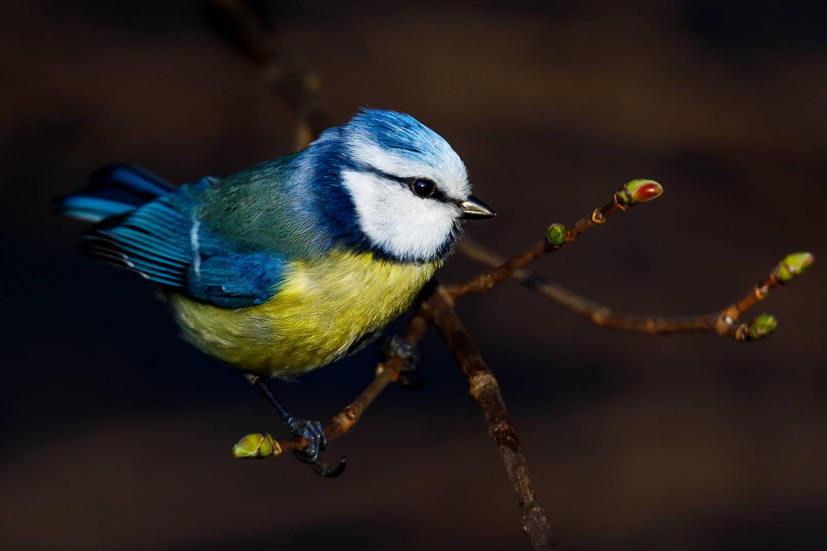 Blaumeise in den ersten Strahlen der Sonne