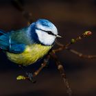 Blaumeise in den ersten Strahlen der Sonne