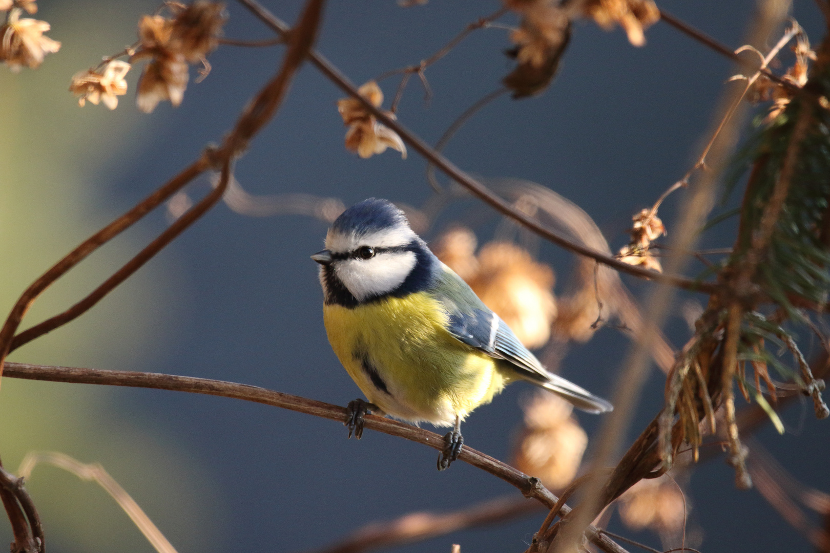 Blaumeise in der Abendsonne